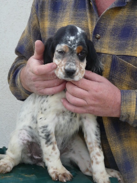 Farah Des Chiens De Tomarctus