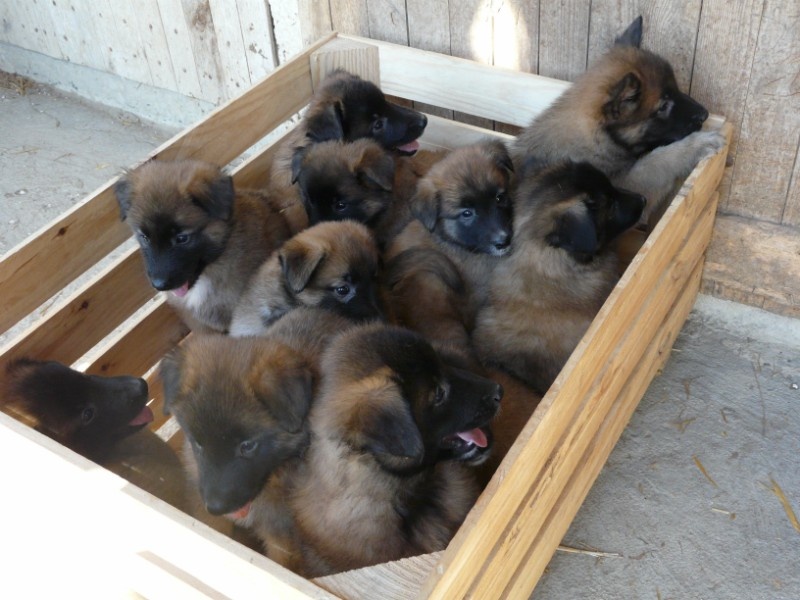 chiot Berger Belge des rives de l'Ayroux