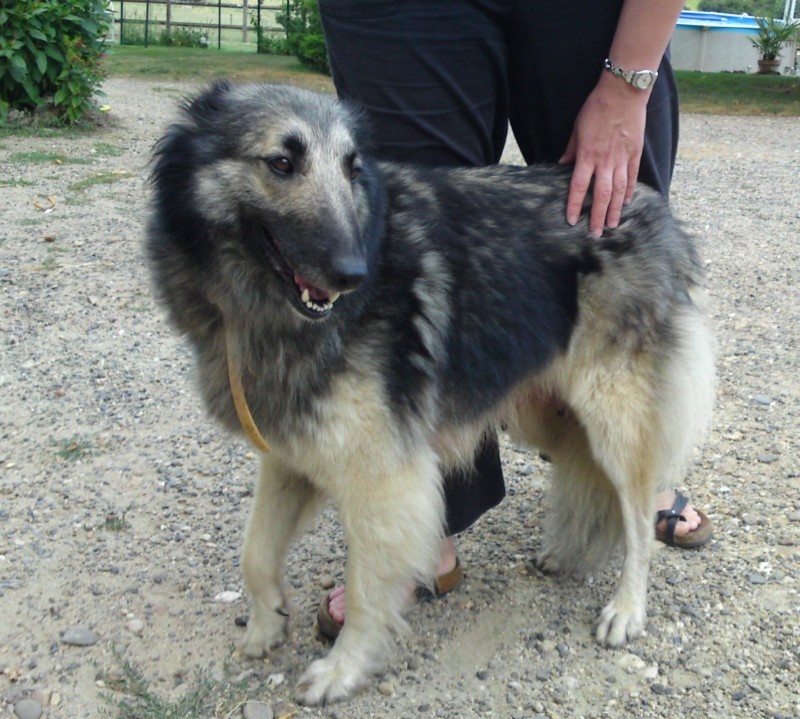 Chakira des loups d'Aquitaine